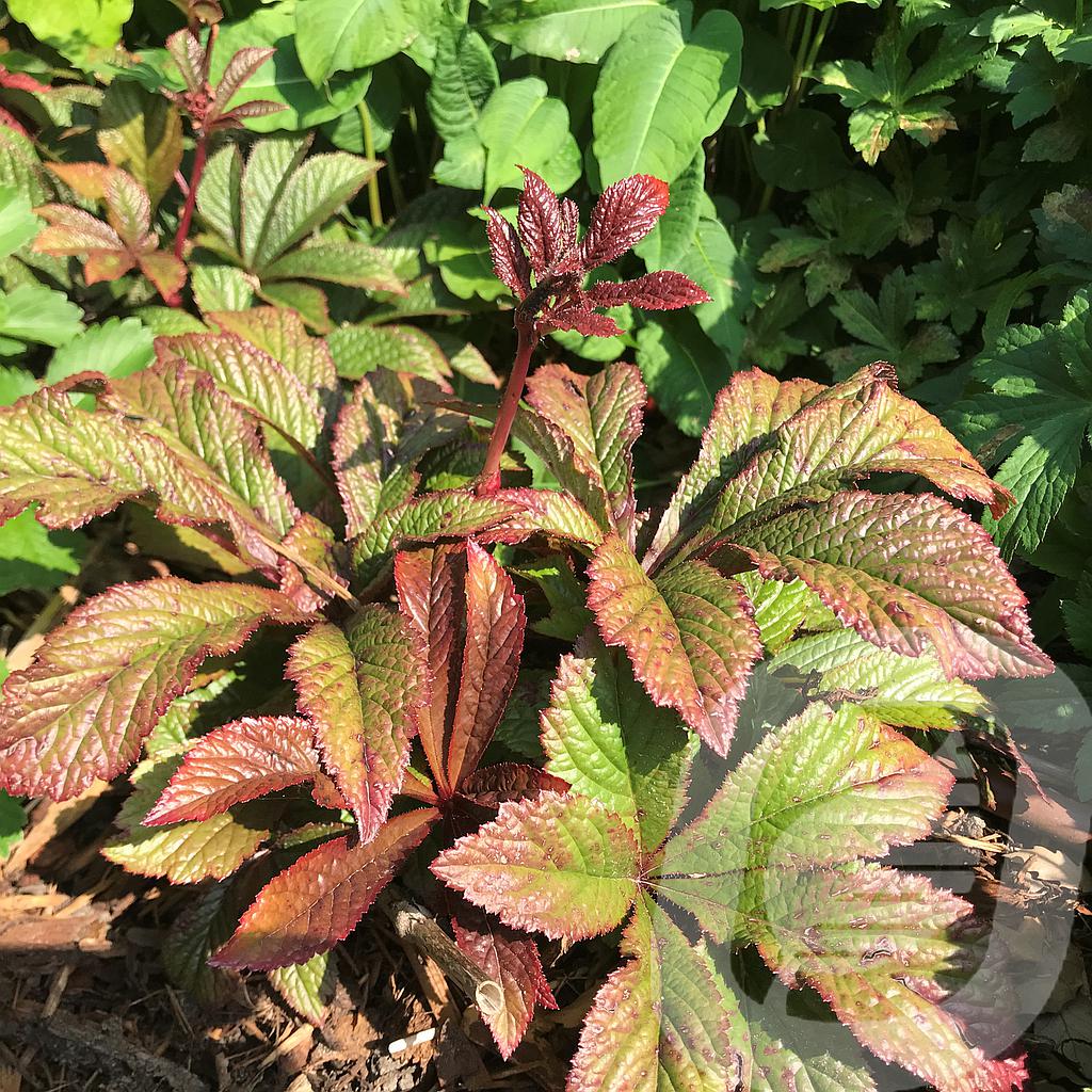 [RODBPEAC-C2] Rodgersia 'Bronze Peacock'®