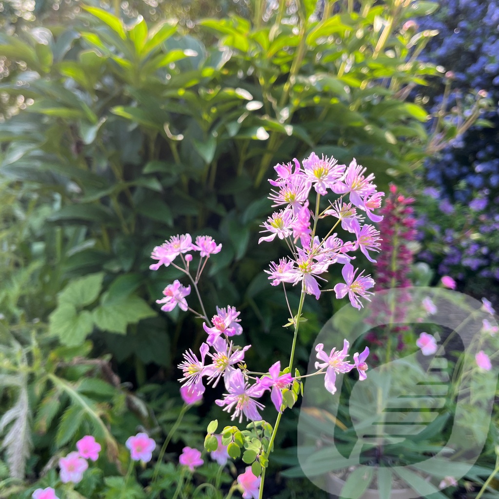 [THAFWING-C2] Thalictrum 'Fairy Wings'®