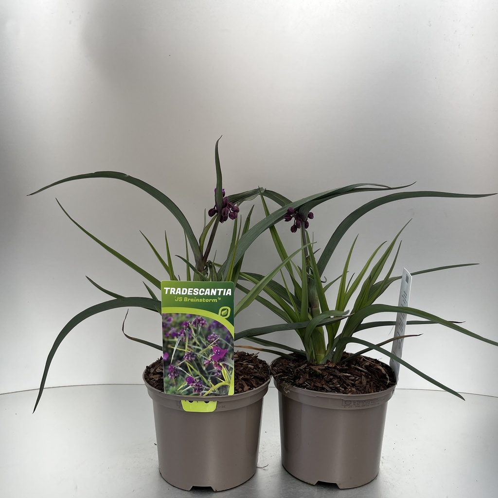 [TRAJBRIA-C2] Tradescantia 'JS Brainstorm'®