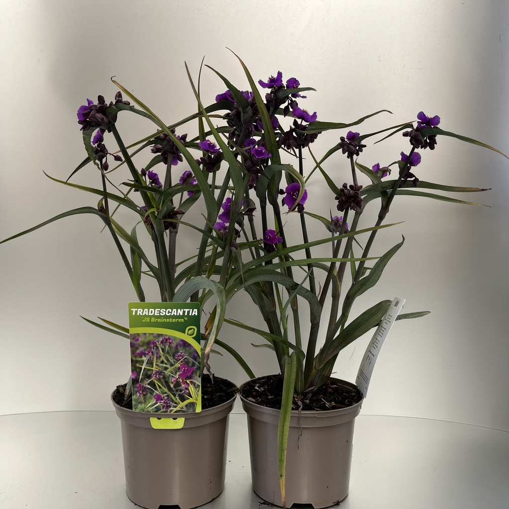 [TRAJBRIA-C2] Tradescantia 'JS Brainstrom'®