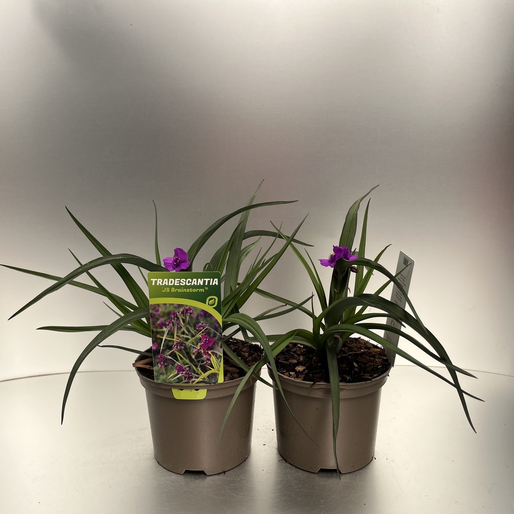 [TRAJBRIA-C2] Tradescantia 'JS Brainstrom'®