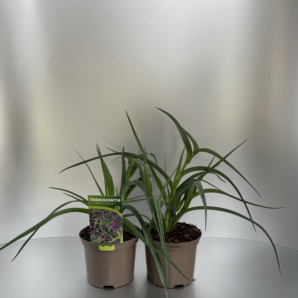 [TRAJBRIA-C2] Tradescantia 'JS Brainstrom'®