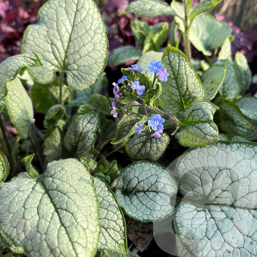 [BRUALEXA-C2] Brunnera macr. 'Alexandria'®