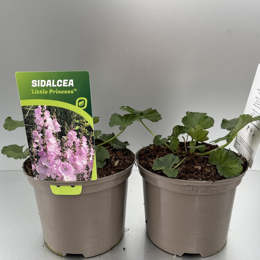 [SIDLPRIN-C2] Sidalcea 'Little Princess'®