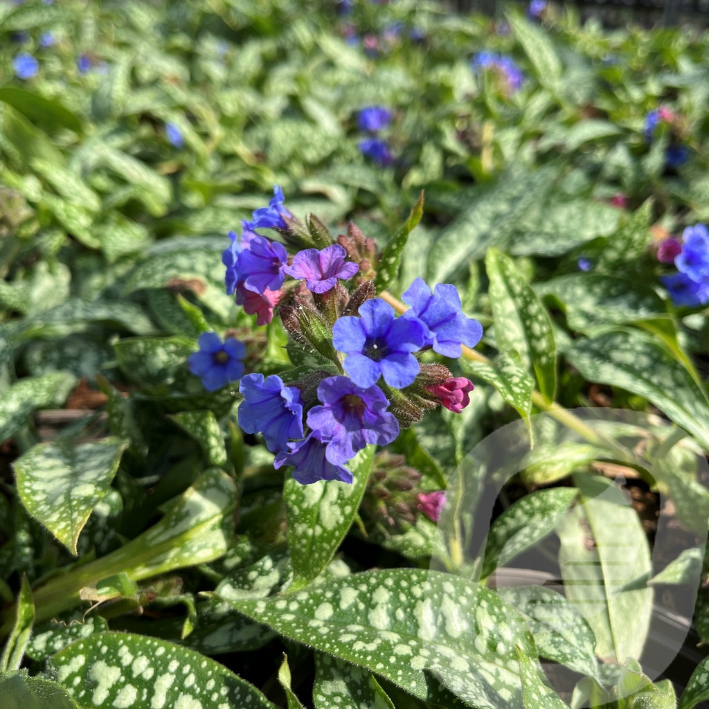 [PULTFOUN-C2] Pulmonaria 'Trevi Fountain'®