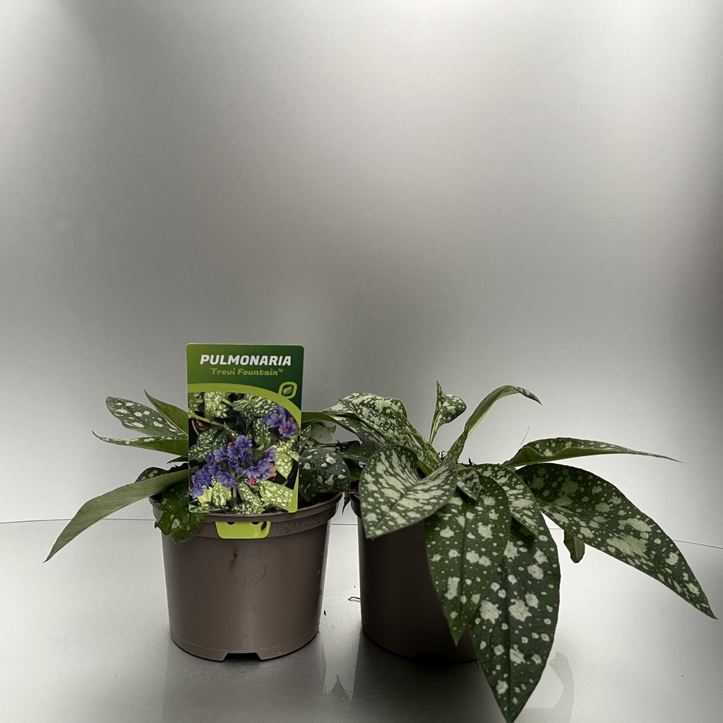[PULTFOUN-C2] Pulmonaria 'Trevi Fountain'®