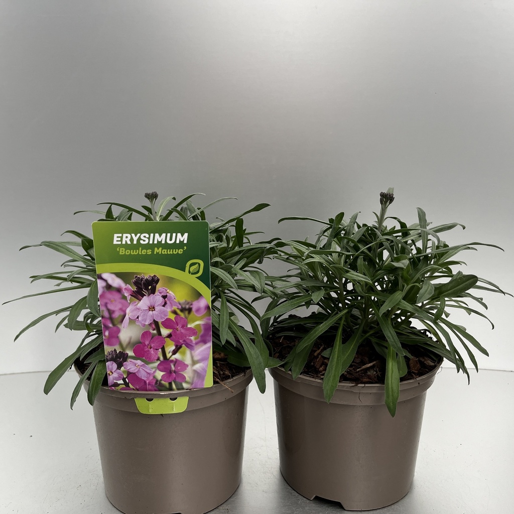 [ERYBMAUV-C2] Erysimum 'Bowles Mauve'