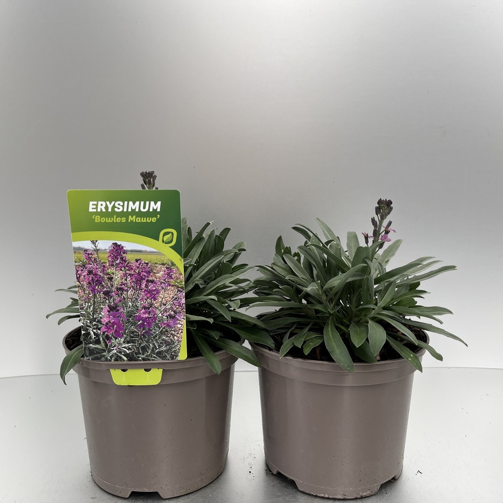 [ERYBMAUV-C2] Erysimum 'Bowles Mauve'