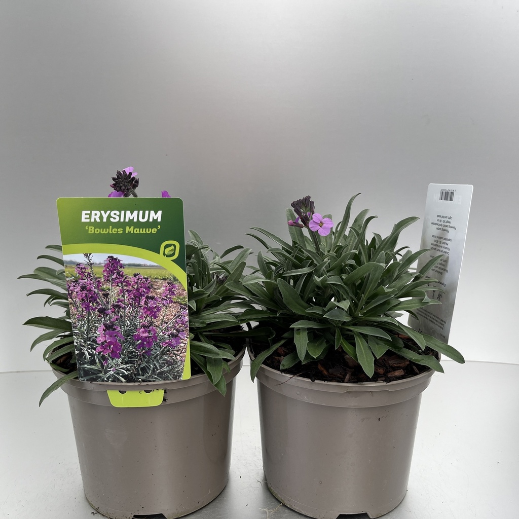 [ERYBMAUV-C2] Erysimum 'Bowles Mauve'