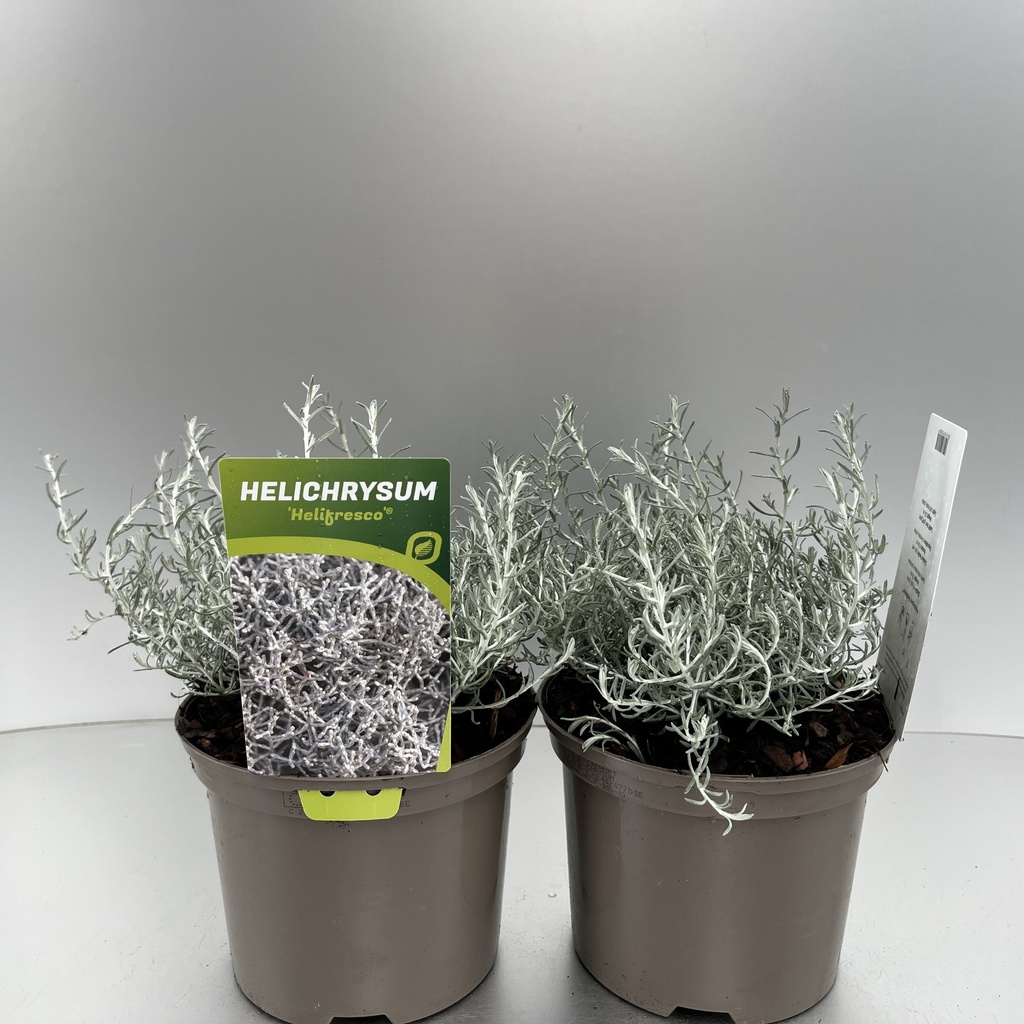 [HELHELIF-C2] Helichrysum 'Helifresco'®