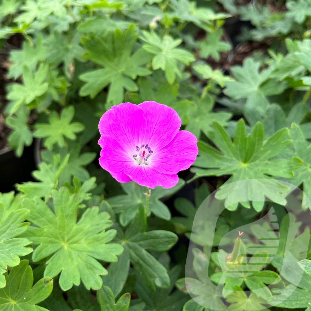 [GERSANGU-C2] Geranium sanguineum