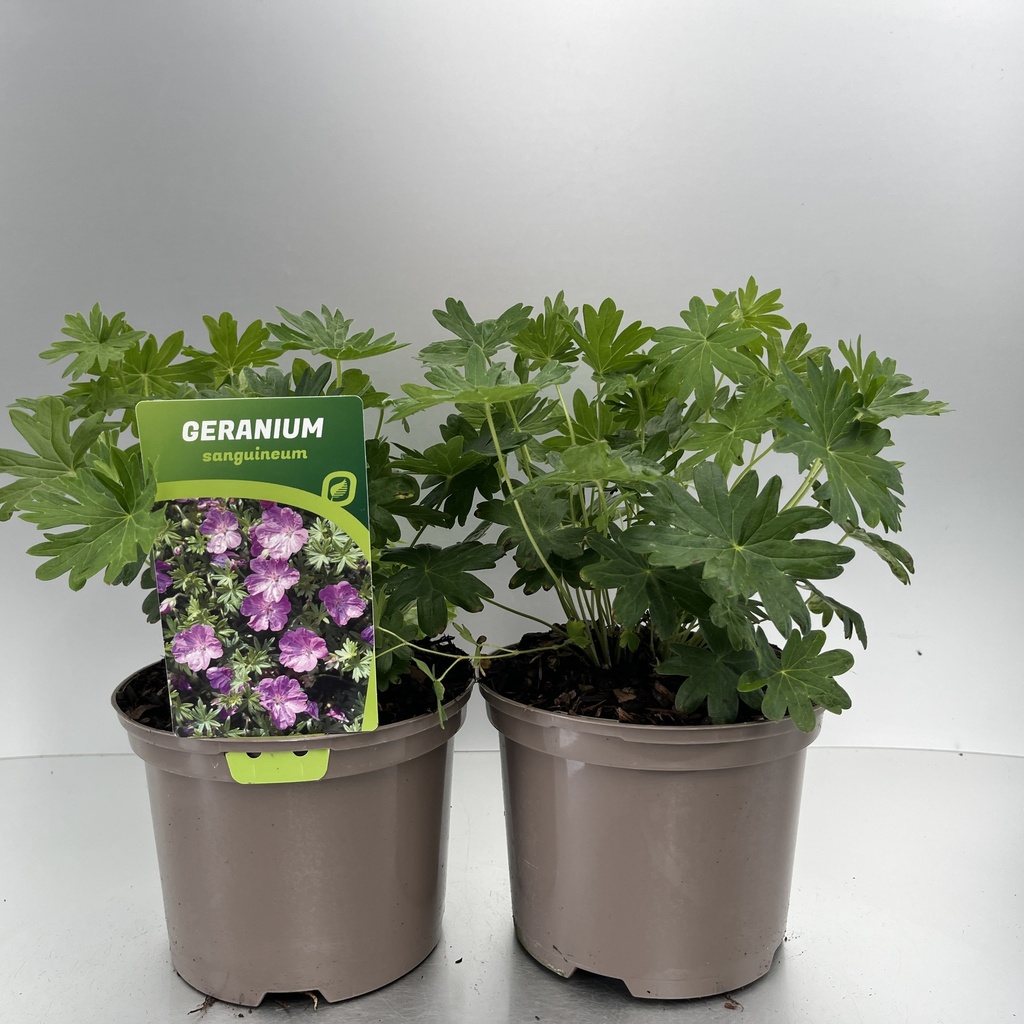 [GERSANGU-C2] Geranium sanguineum