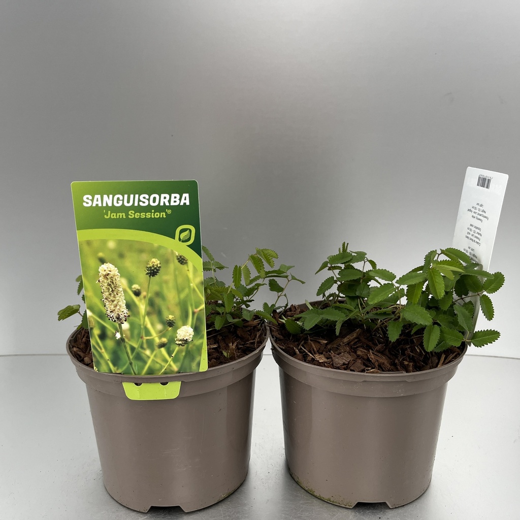 [SANJSESS-C2] Sanguisorba 'Jam Session'®