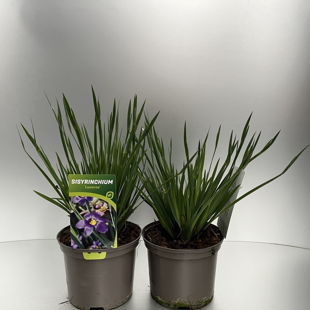 [SISLUCER-C2] Sisyrinchium 'Lucerne'