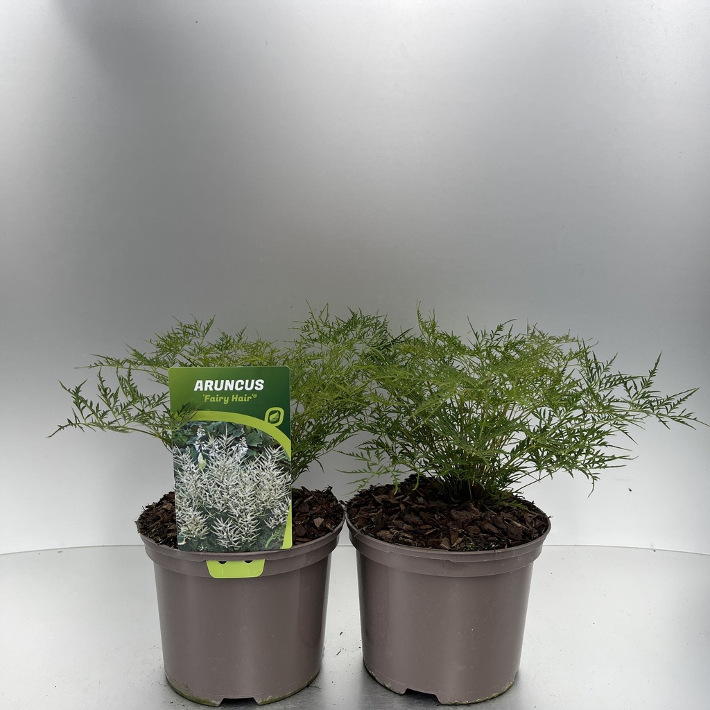 [ARUFHAIR-C2] Aruncus 'Fairy Hair'®