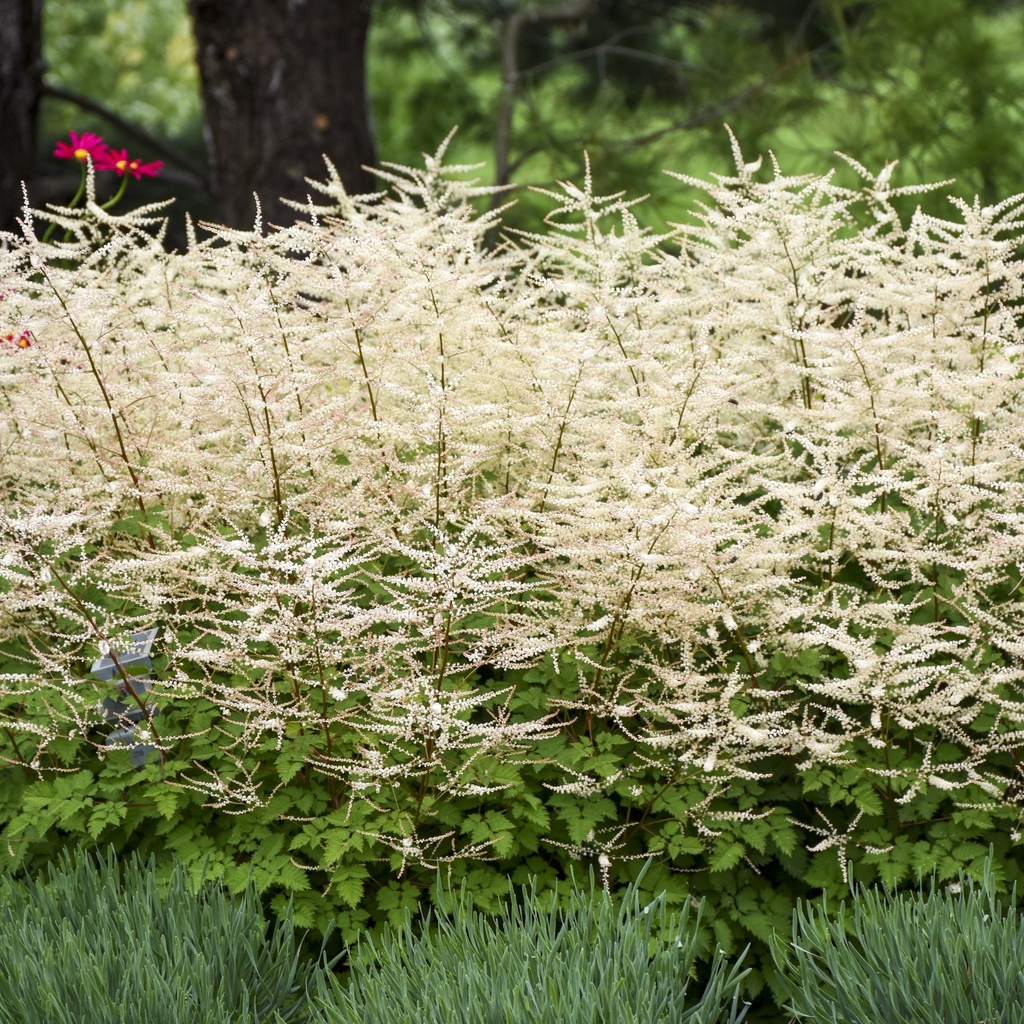 [ARUCLACE-C2] Aruncus 'Chantilly Lace'®