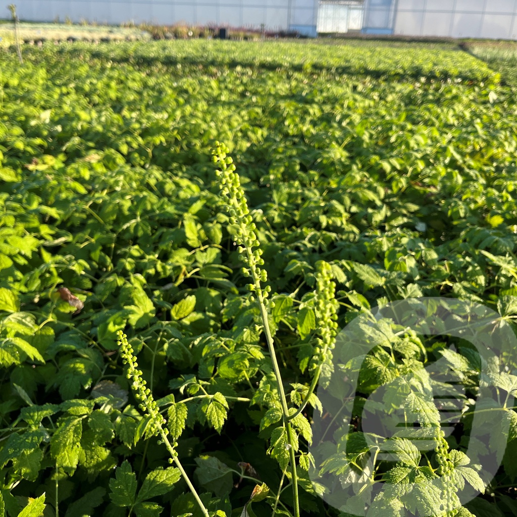 [ACTWPEAR-C2] Actaea 'White Pearl'