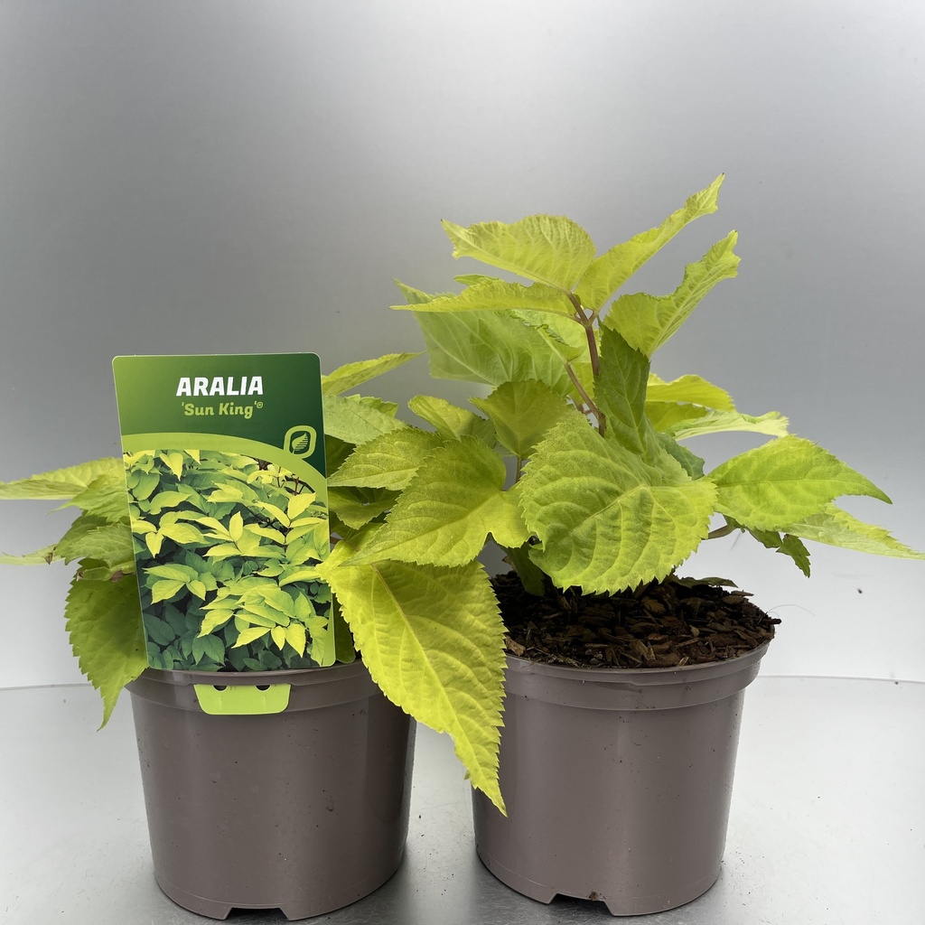 [ARASKING-C2] Aralia 'Sun King'®