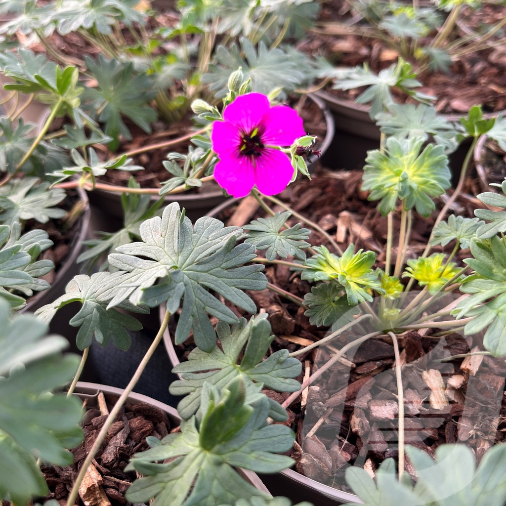 [GERGIUSE-C2] Geranium 'Giuseppii'