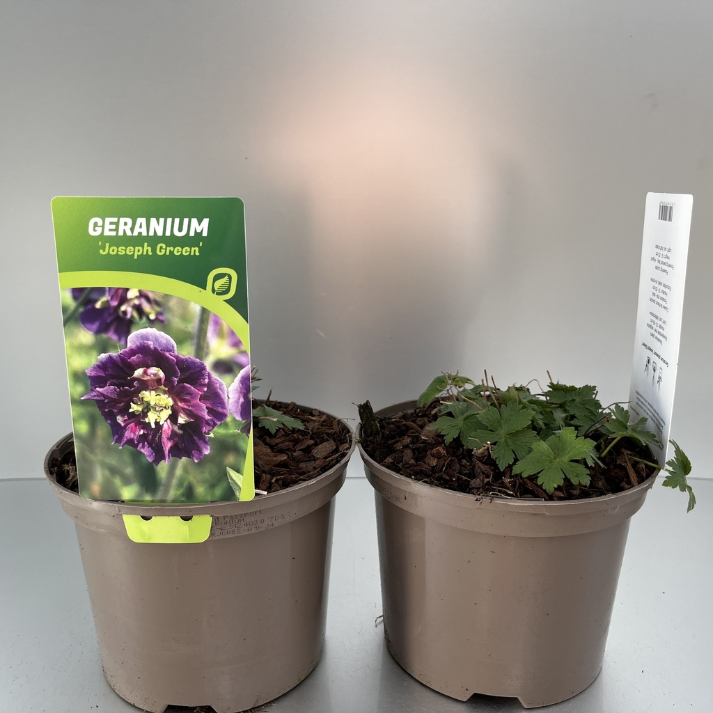 [GERJGREE-C2] Geranium phaeum 'Joseph Green'