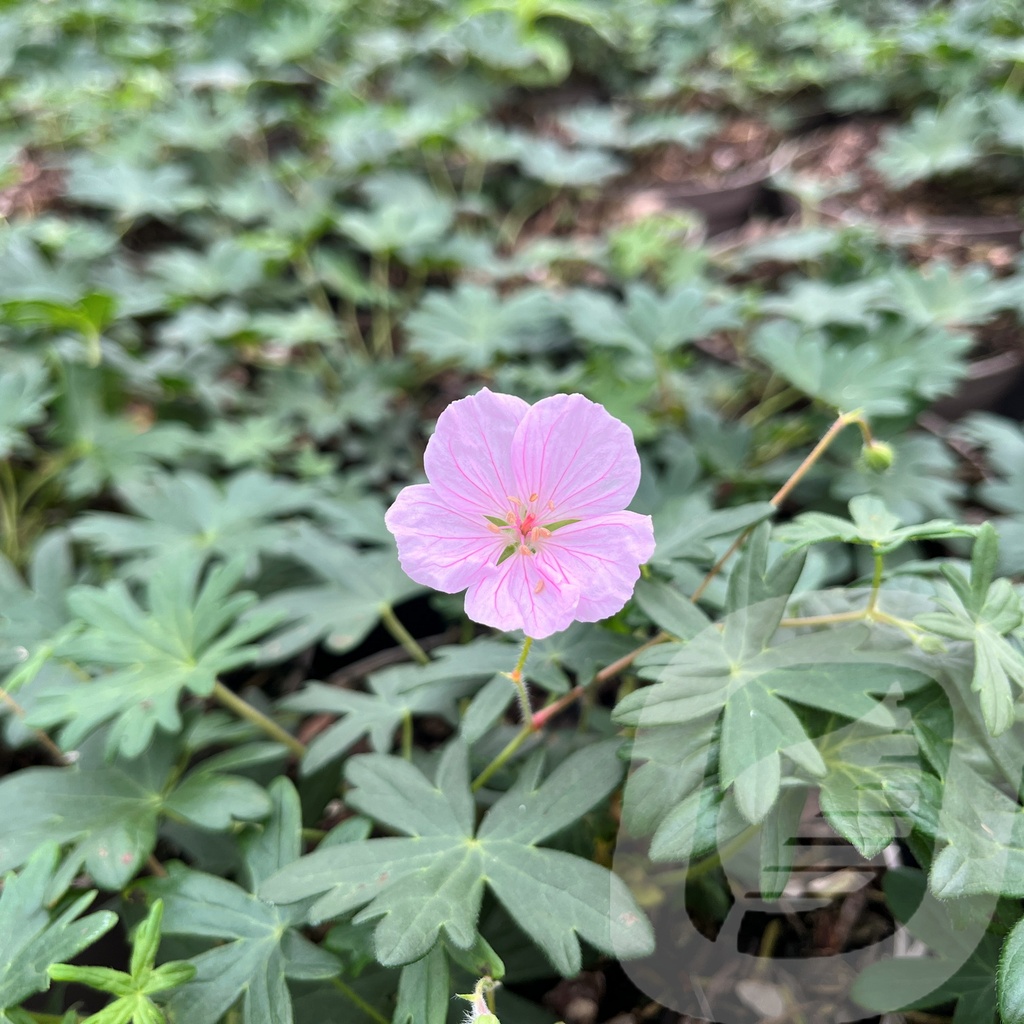 [GERSTRIA-C2] Geranium sang. striatum