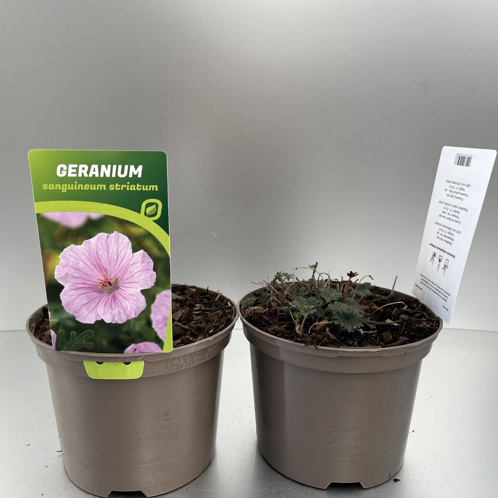 [GERSTRIA-C2] Geranium sang. striatum