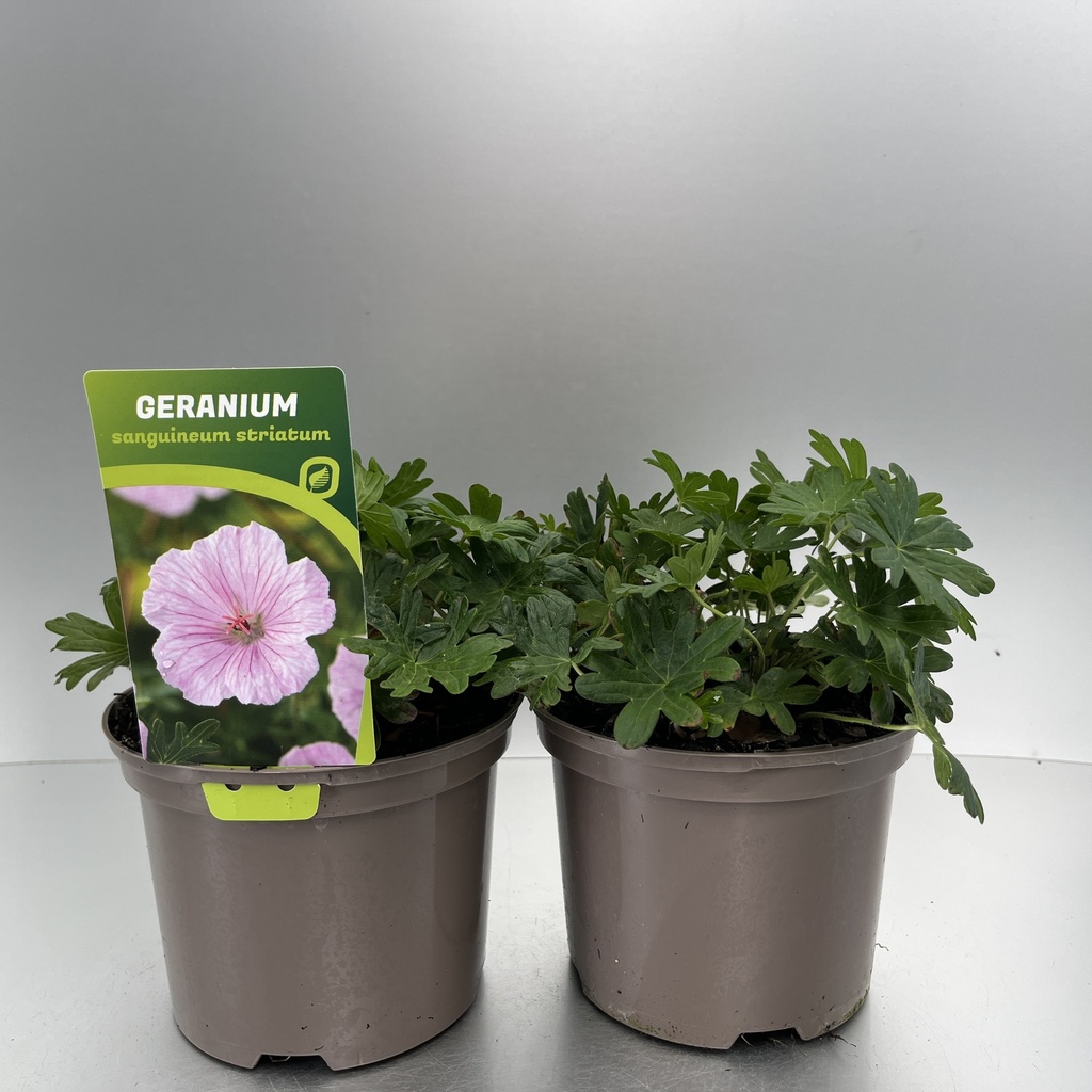 [GERSTRIA-C2] Geranium sang. striatum