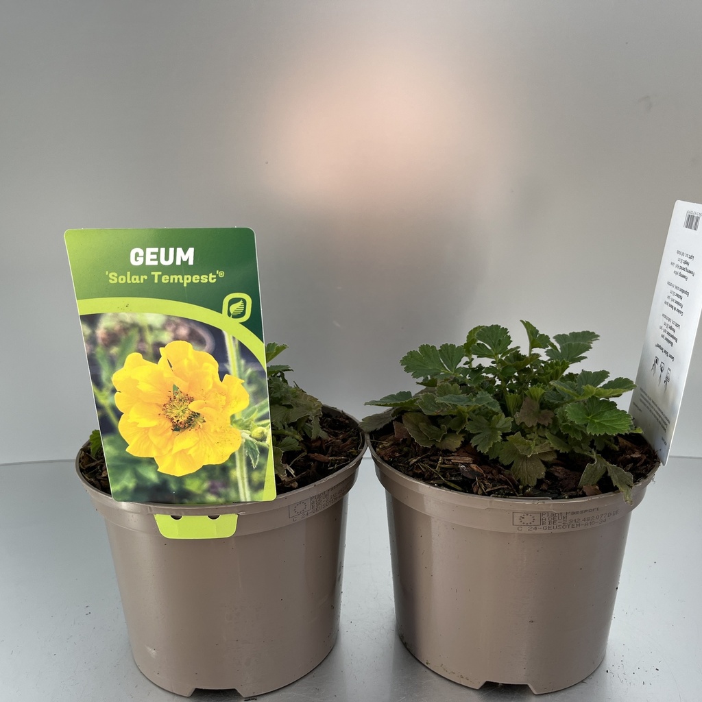 [GEUSOTEM-C2] Geum 'Solar Tempest'®