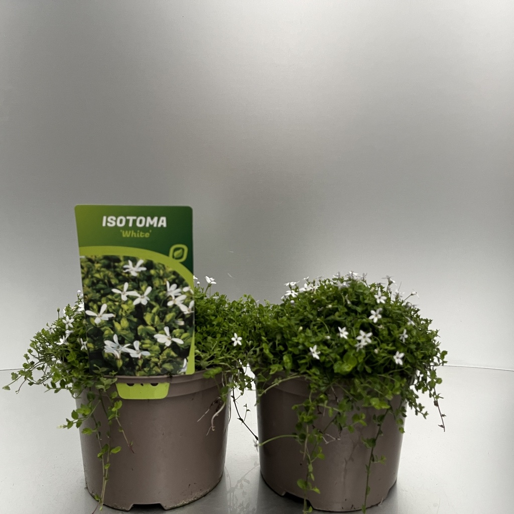 [ISOWHITE-C2] Isotoma fluv. 'White'