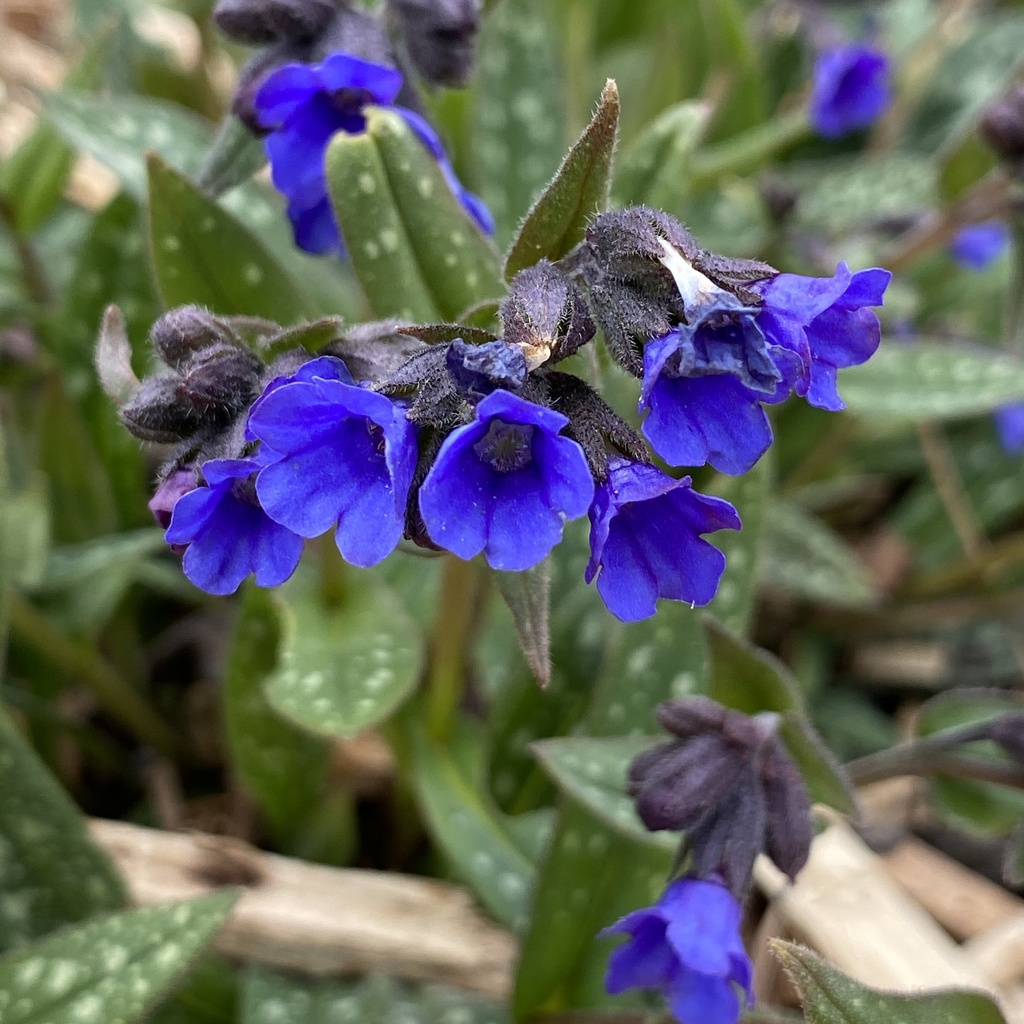 [PULMELLY-C2] Pulmonaria 'Miss Elly'