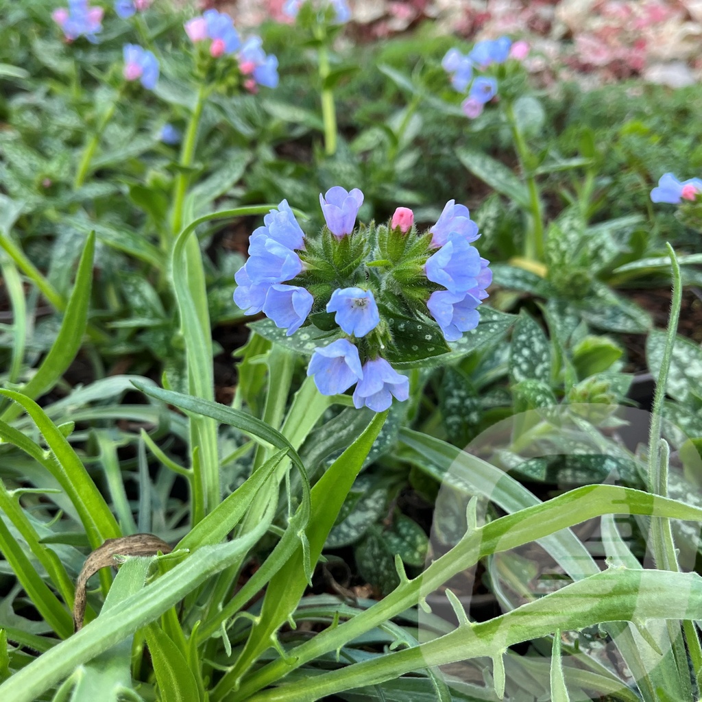 [PULTTOES-C2] Pulmonaria 'Twinkle Toes'®