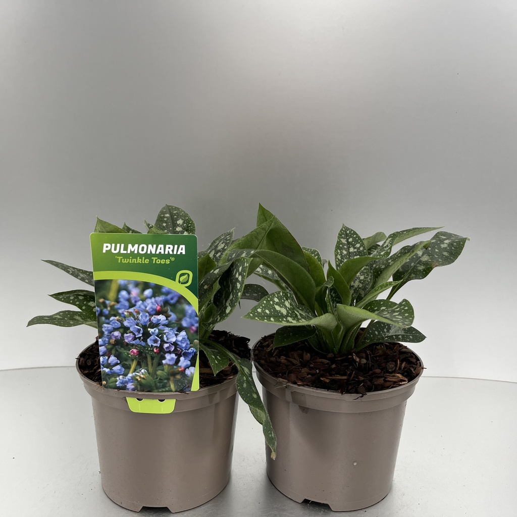 [PULTTOES-C2] Pulmonaria 'Twinkle Toes'®