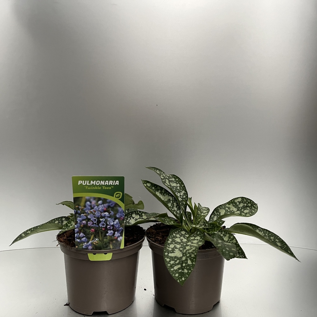 [PULTTOES-C2] Pulmonaria 'Twinkle Toes'®