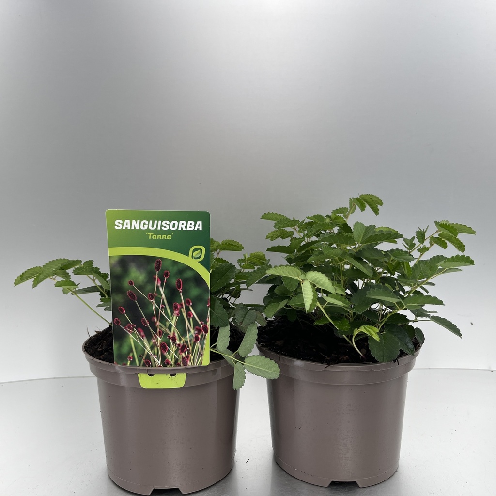 [SANTANNA-C2] Sanguisorba 'Tanna'