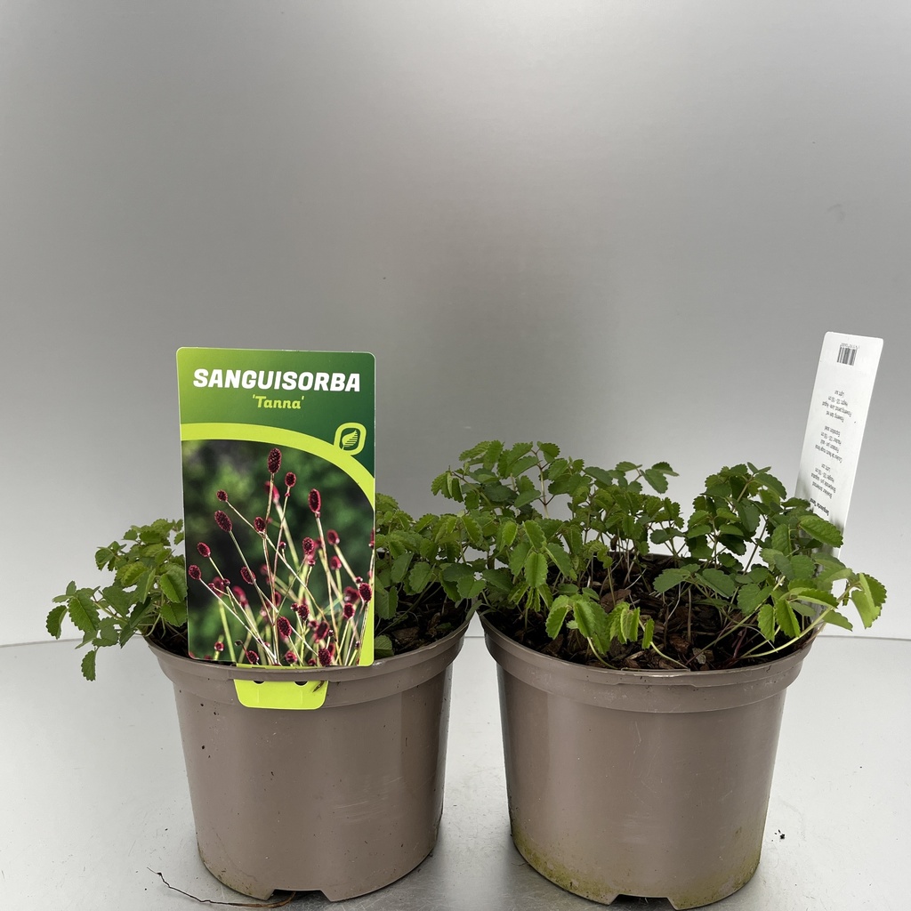 [SANTANNA-C2] Sanguisorba 'Tanna'