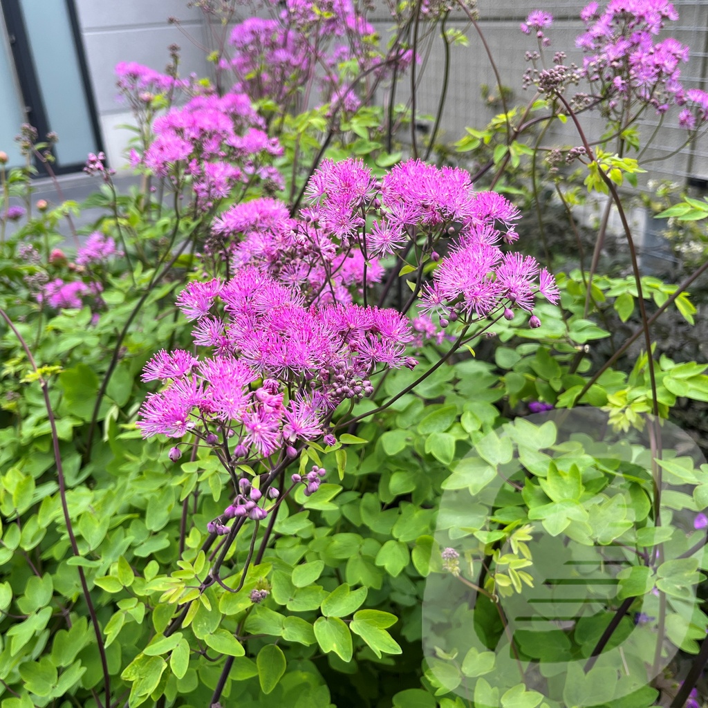 [THABSTOC-C2] Thalictrum 'Black Stockings'®