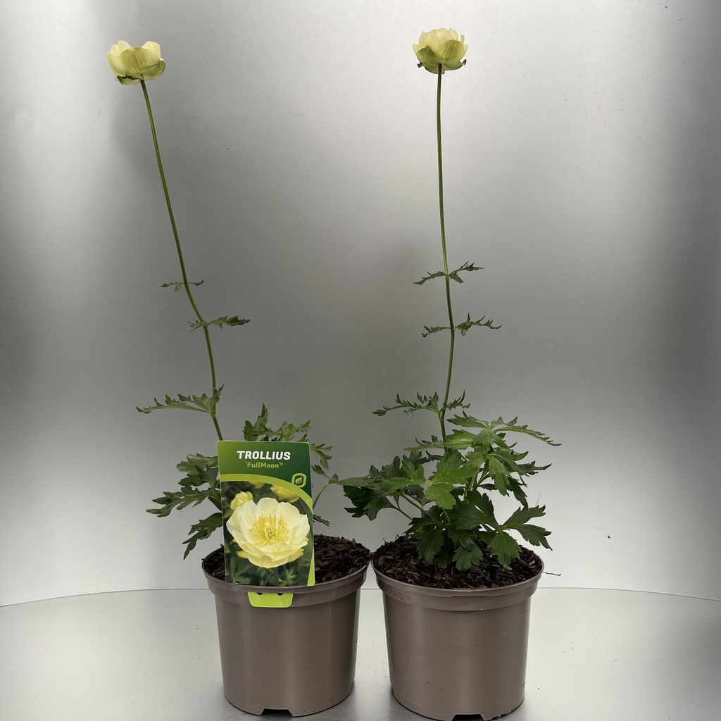 [TROFULLM-C2] Trollius 'Fullmoon'®