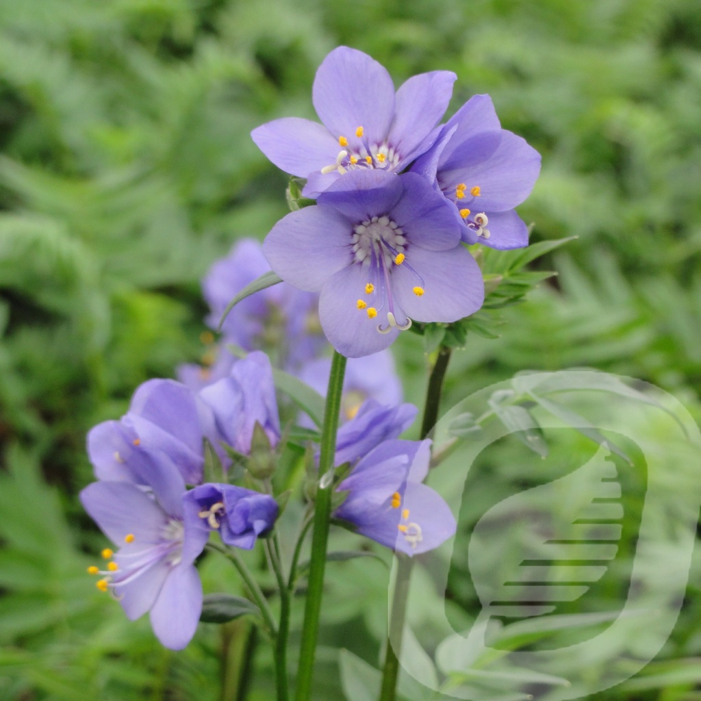 [POLBPURP-C2] Polemonium 'Bressingham Purple'®