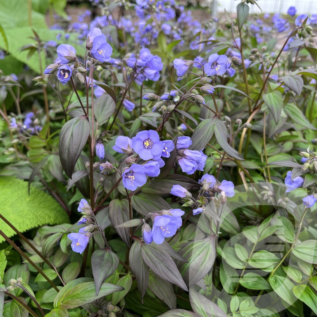 [POLHSCEN-C2] Polemonium 'Heaven Scent'®