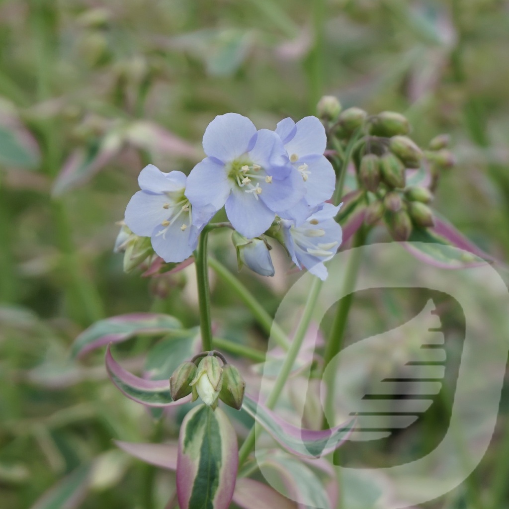 [POLSTHEA-C2] Polemonium 'Stairway to Heaven' ®