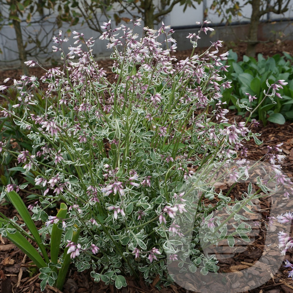 [POLTOCLA-C2] Polemonium 'Touch of Class' ®