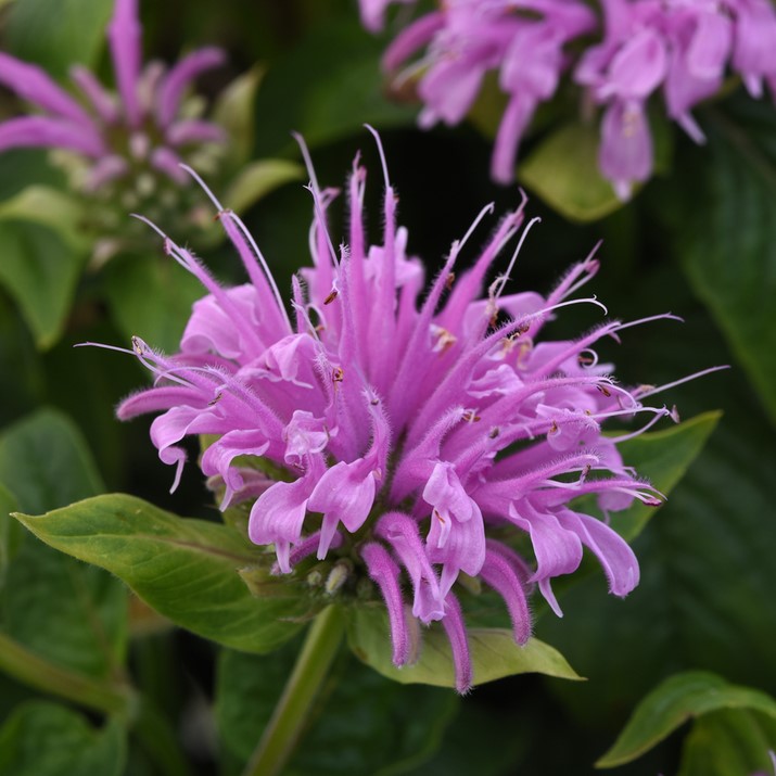 [MONBMLAV-C2] Monarda didyma BeeMine™ 'Lavender'