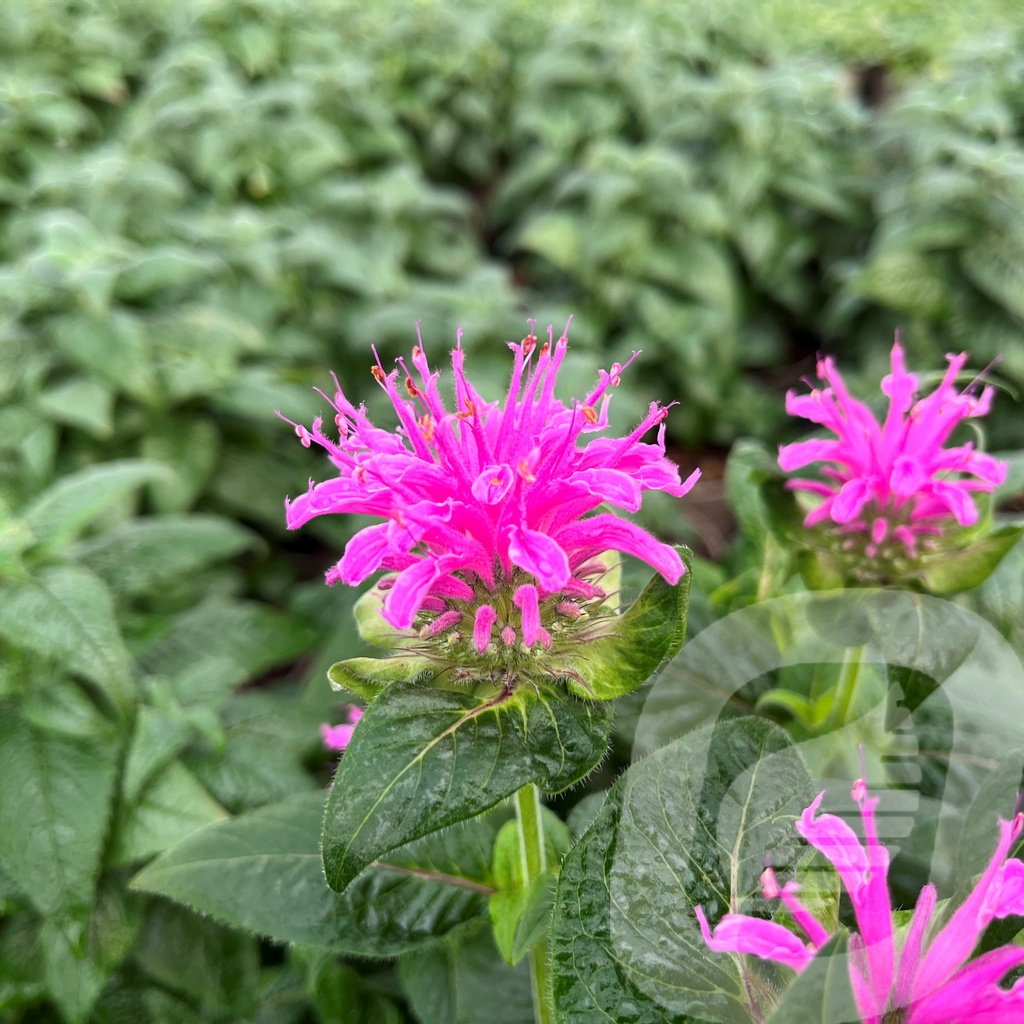 [MONBMPIN-C2] Monarda didyma BeeMine™ 'Pink'