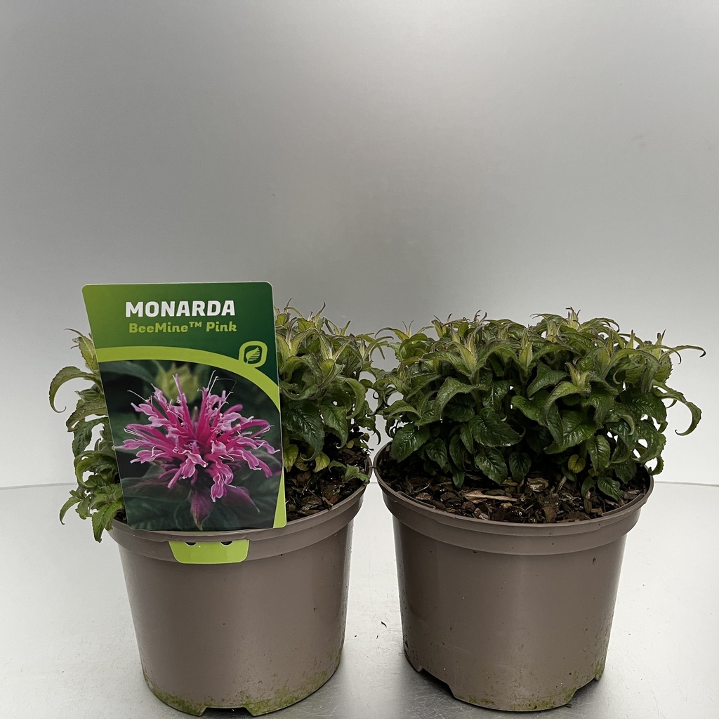 [MONBMPIN-C2] Monarda didyma BeeMine™ 'Pink'