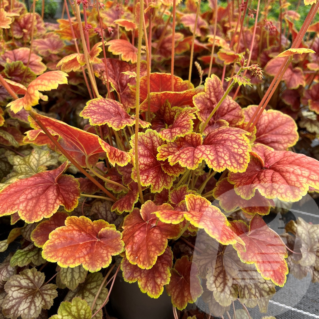 [HEUEFLAM-C2] Heuchera 'Eternal Flame'®