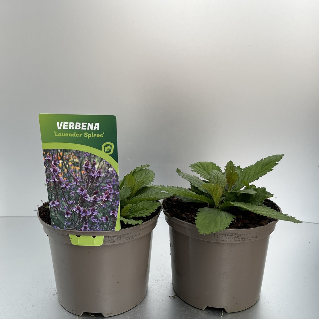 [VERLSPIR-C2] Verbena Lavender Spires