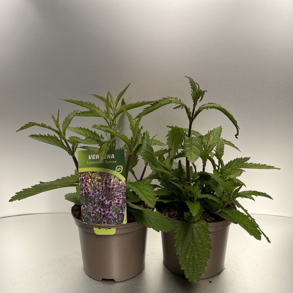 [VERLSPIR-C2] Verbena Lavender Spires