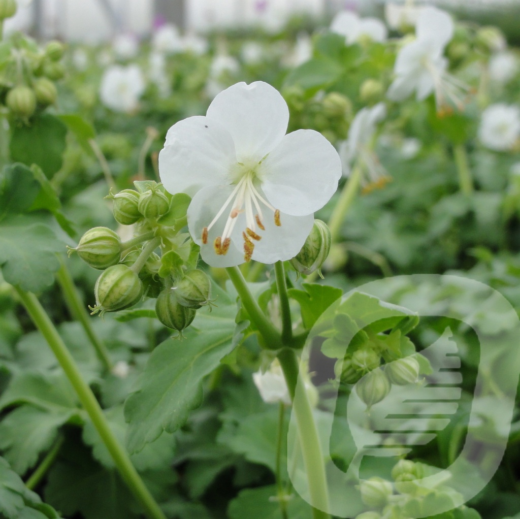 [GERWNESS-C2] Geranium macr. 'White Ness'