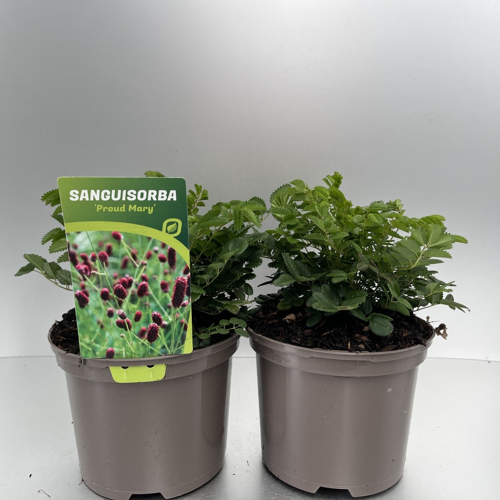 [SANPMARY-C2] Sanguisorba 'Proud Mary'