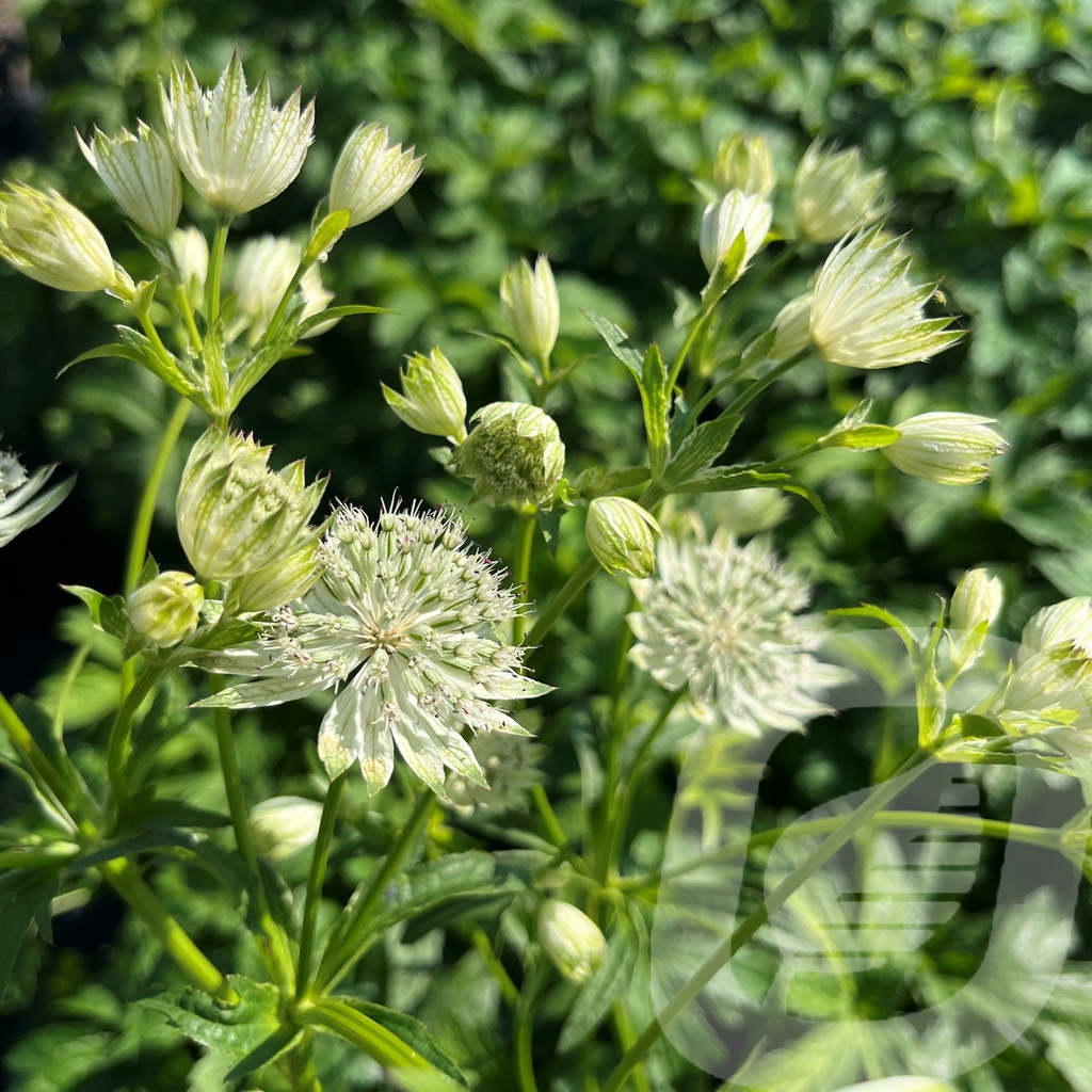 [ASTSHAGG-C2] Astrantia 'Shaggy'